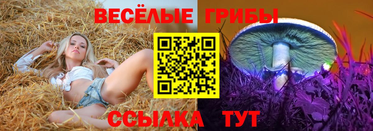 Галлюциногенные грибы Psilocybe Зима
